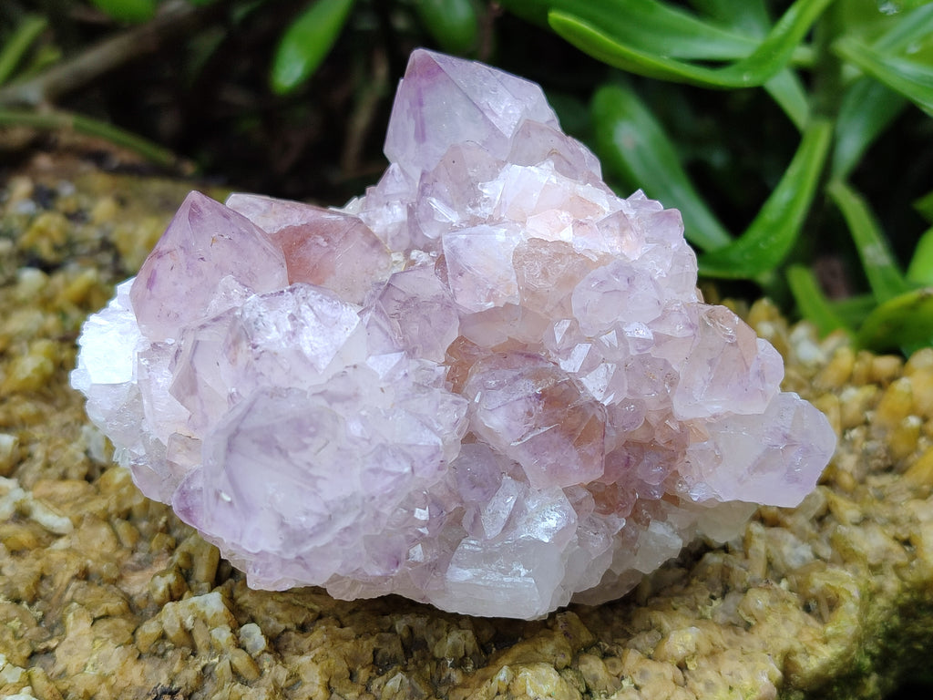 Natural Amethyst Spirit Quartz Clusters x 6 From Boekenhouthoek, South Africa - Toprock Gemstones and Minerals 