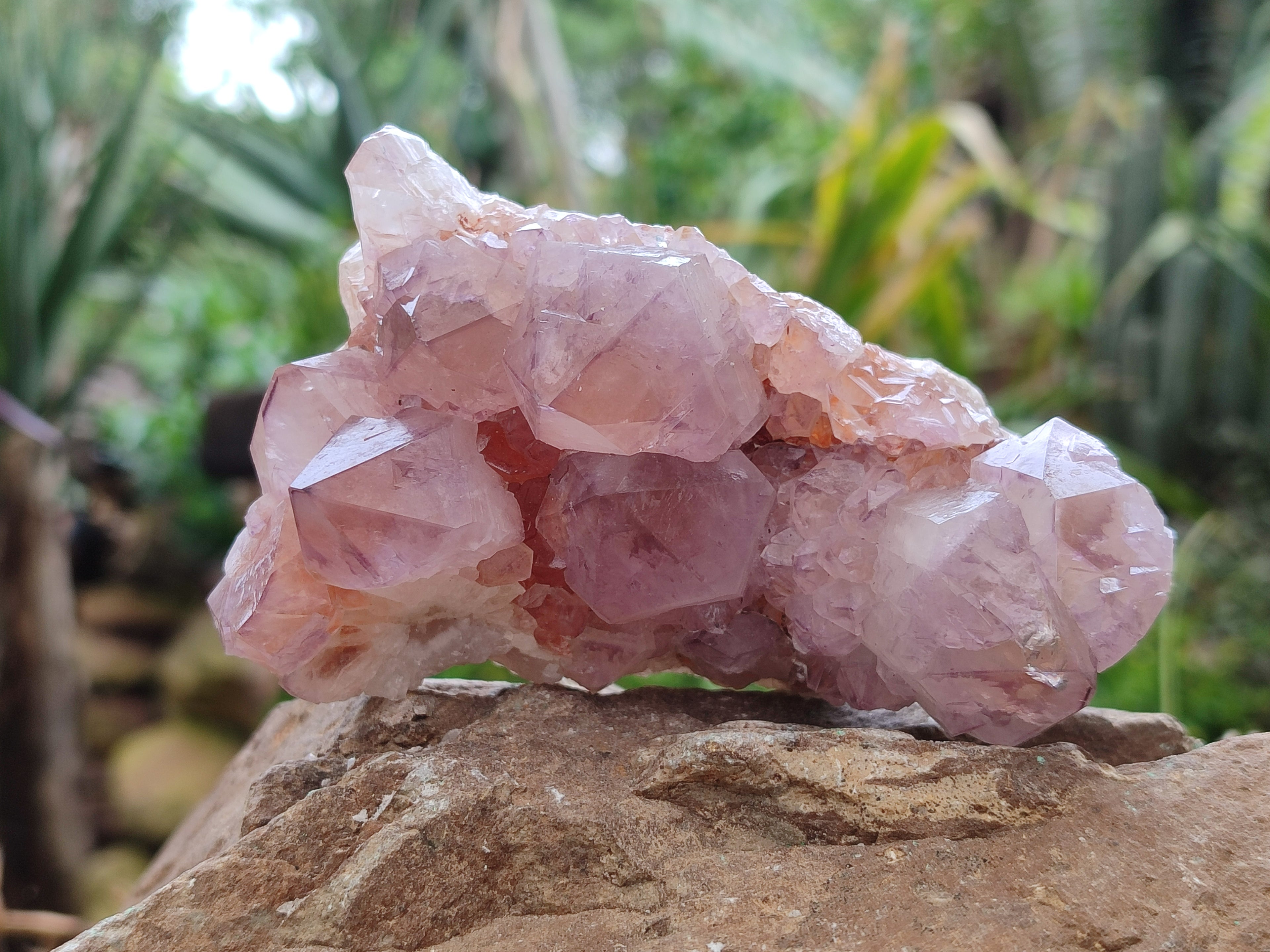 Natural Amethyst Spirit Quartz Clusters x 6 From Boekenhouthoek, South Africa - Toprock Gemstones and Minerals 