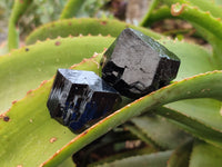 Natural Schorl Black Tourmaline Mercedes Terminated Crystals with Hyalite x 12 From Erongo, Namibia