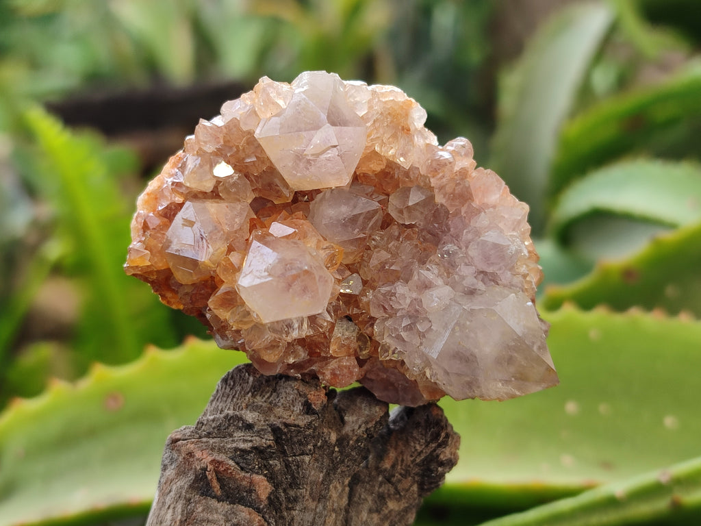 Natural Amethyst Spirit Quartz Clusters x 12 From Boekenhouthoek, South Africa - Toprock Gemstones and Minerals 