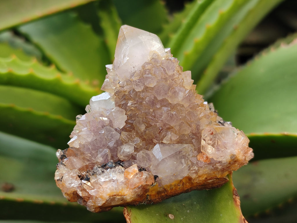 Natural Amethyst Spirit Quartz Clusters x 12 From Boekenhouthoek, South Africa - Toprock Gemstones and Minerals 