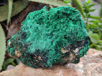 Natural Silky Malachite Specimens x 4 From Kasompe, Congo
