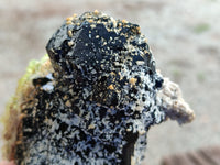 Natural Schorl Black Tourmaline Floater Crystal with Feldspar and Hyalite x 1 From Erongo, Namibia