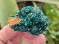 Natural Dioptase On Dolomite Specimens x 6 From Likasi, Congo