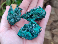Natural Dioptase On Dolomite Specimens x 6 From Likasi, Congo