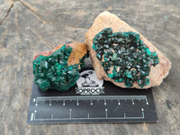 Natural Dioptase On Dolomite Specimens x 6 From Likasi, Congo
