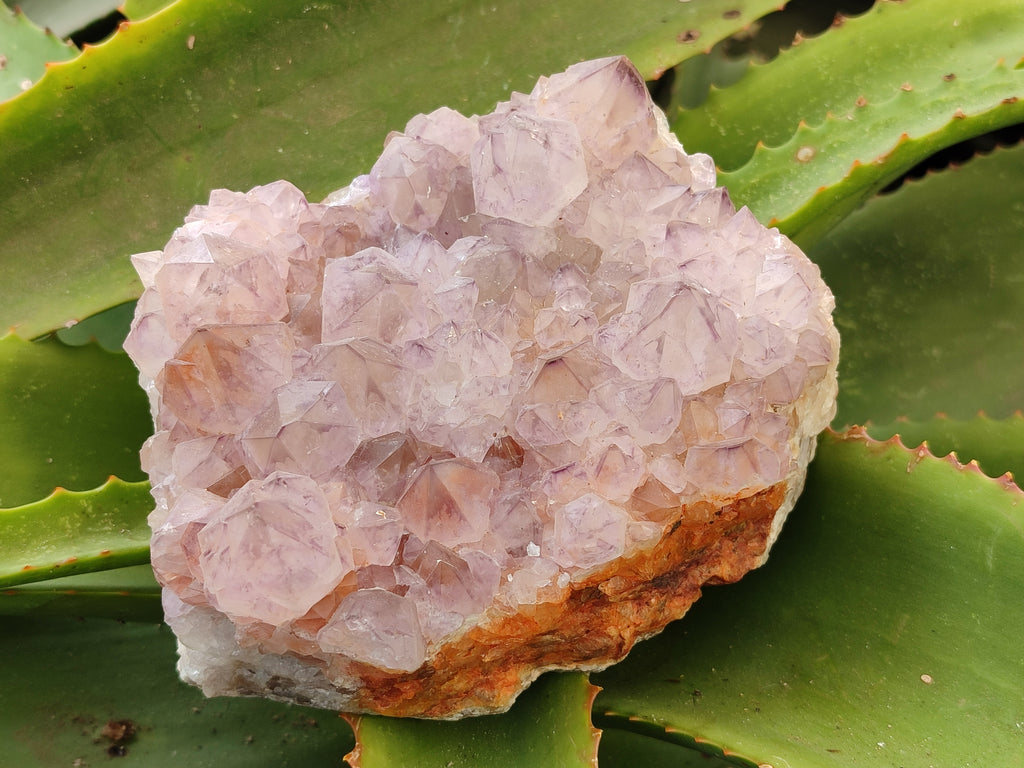 Natural Amethyst Spirit Quartz Clusters x 3 From Boekenhouthoek, South Africa - Toprock Gemstones and Minerals 