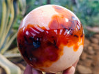 Polished Carnelian Spheres x 3 From Madagascar - Toprock Gemstones and Minerals 