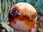 Polished Carnelian Spheres x 3 From Madagascar - Toprock Gemstones and Minerals 