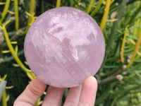 Polished Large Lavender Rose Quartz Spheres with Asterism x 2 From Madagascar
