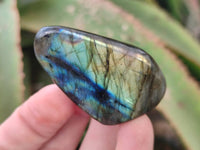 Polished Mini Labradorite Standing Free Forms x 20 From Tulear, Madagascar