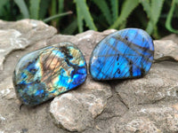 Polished Mini Labradorite Standing Free Forms x 20 From Tulear, Madagascar
