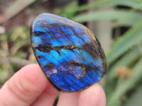Polished Mini Labradorite Standing Free Forms x 20 From Tulear, Madagascar