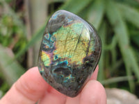 Polished Mini Labradorite Standing Free Forms x 20 From Tulear, Madagascar