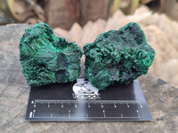 Natural Silky Malachite Specimens x 12 From Kasompe, Congo