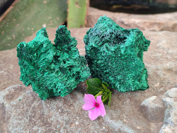 Natural Silky Malachite Specimens x 12 From Kasompe, Congo