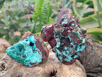 Natural Drusy Coated Chrysocolla with Malachite x 6 From Lupoto Mine, Congo
