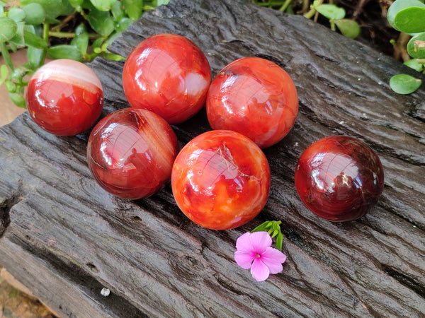 Polished Carnelian Agate Spheres x 6 From Madagascar