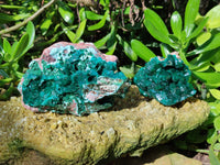Natural Dioptase On Dolomite Specimens with Chrysocolla and Malachite x 2 From Mashamba West Mine, Congo