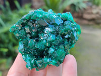 Natural Dioptase On Dolomite Specimens with Chrysocolla and Malachite x 2 From Mashamba West Mine, Congo