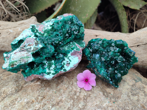 Natural Dioptase On Dolomite Specimens with Chrysocolla and Malachite x 2 From Mashamba West Mine, Congo