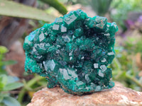 Natural Dioptase On Dolomite Specimens with Chrysocolla and Malachite x 2 From Mashamba West Mine, Congo