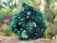 Natural Dioptase On Dolomite Specimens with Chrysocolla and Malachite x 2 From Mashamba West Mine, Congo