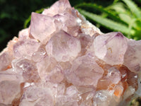 Natural Cactus Flower Sunburst Spirit Amethyst Clusters x 2 From South Africa