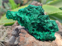 Natural Silky Malachite Specimens x 6 From Kasompe, Congo