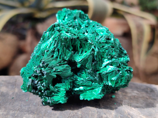 Natural Silky Malachite Specimens x 6 From Kasompe, Congo