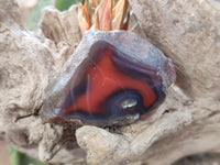 Polished On One Side Red Sashe River Agate Nodules x 20 From Zimbabwe