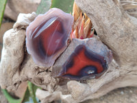 Polished On One Side Red Sashe River Agate Nodules x 20 From Zimbabwe