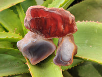 Polished On One Side Red Sashe River Agate Nodules x 20 From Zimbabwe