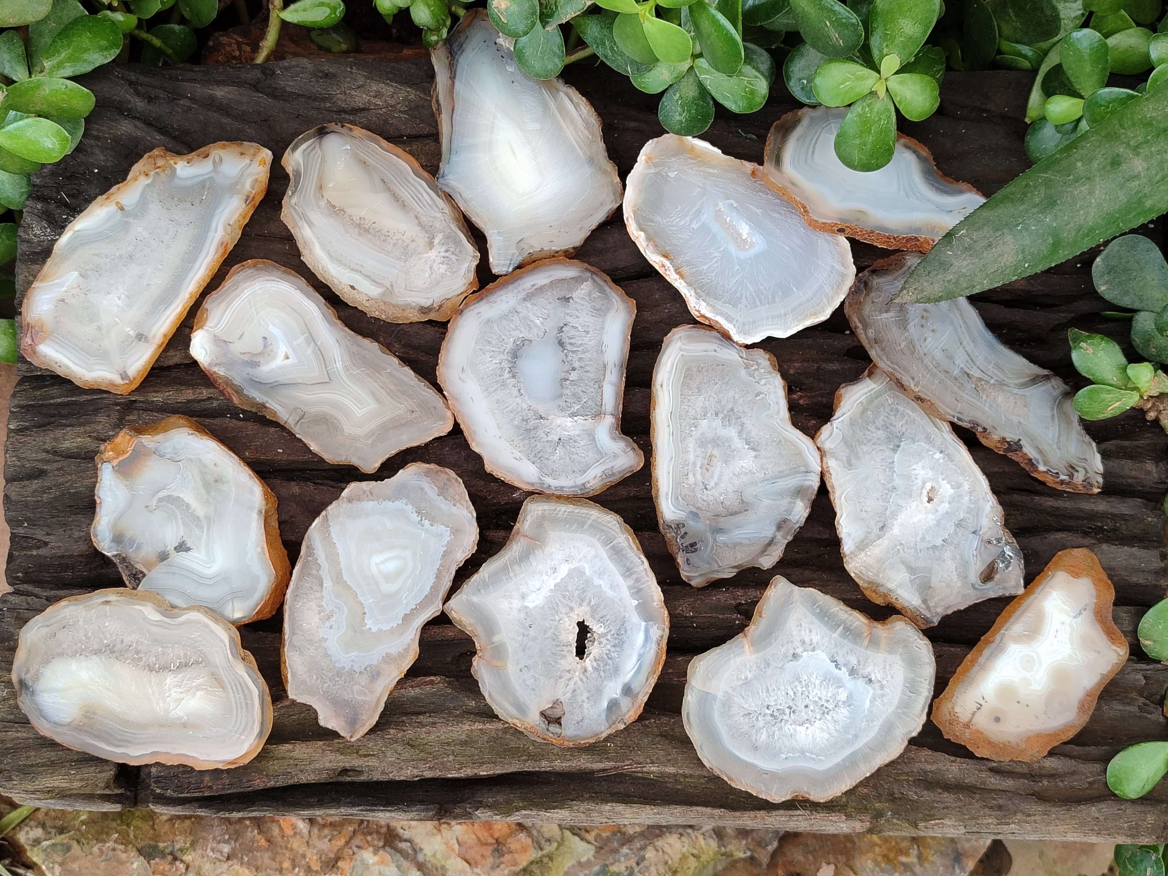 Polished Banded Agate Slices x 24 From Madagascar - Toprock Gemstones and Minerals 