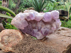 Natural Jacaranda Amethyst Quartz Cluster x 1 From Mumbwa, Zambia - Toprock Gemstones and Minerals 