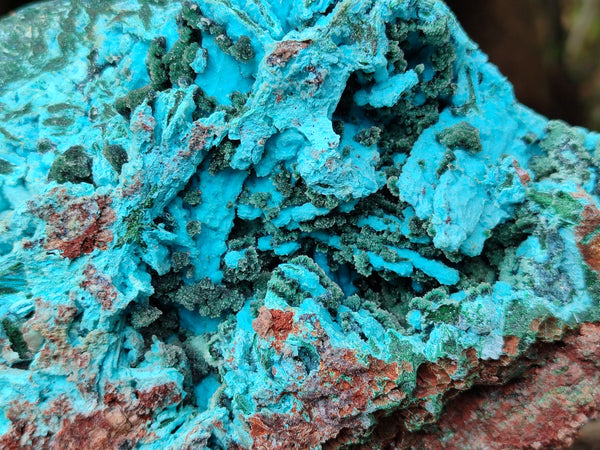 Natural Chrysocolla Blade Crystal Pseudomorph after Malachite with Drusy Coated Ball Malachite on Dolomite x 1 From Lupoto Mine, Congo