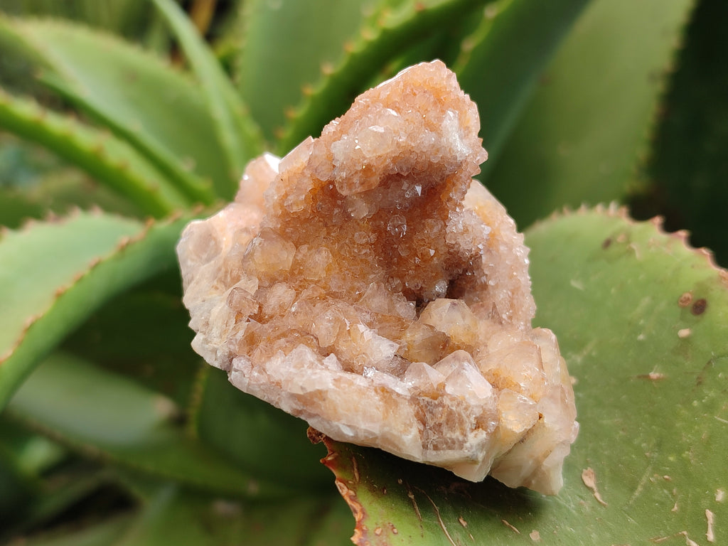 Natural Golden Limonite Spirit Quartz Crystals x 7 From South Africa - Toprock Gemstones and Minerals 