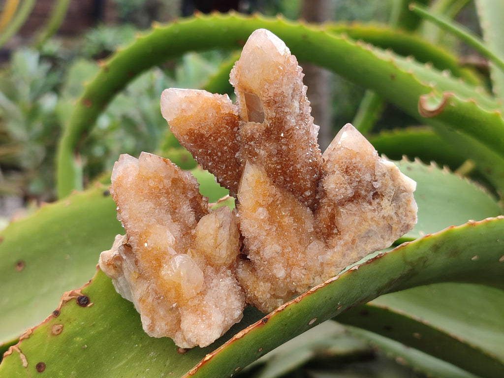 Natural Golden Limonite Spirit Quartz Crystals x 7 From South Africa - Toprock Gemstones and Minerals 