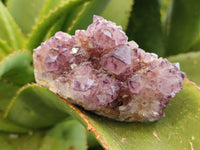 Natural Mixed Amethyst Spirit Quartz Clusters x 12 From Boekenhouthoek, South Africa
