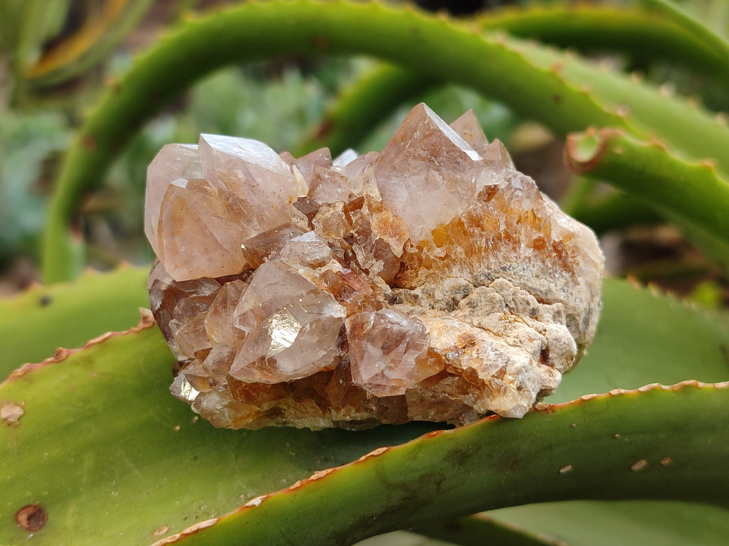Natural Mixed Amethyst Spirit Quartz Clusters x 12 From Boekenhouthoek, South Africa - Toprock Gemstones and Minerals 