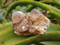 Natural Mixed Amethyst Spirit Quartz Clusters x 12 From Boekenhouthoek, South Africa
