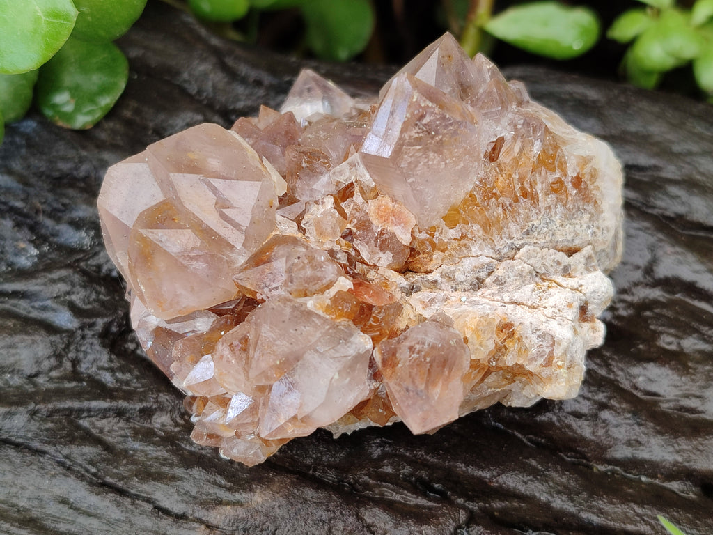 Natural Mixed Amethyst Spirit Quartz Clusters x 12 From Boekenhouthoek, South Africa - Toprock Gemstones and Minerals 