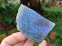 Polished On One Side Purple Flash Labradorite Slices x 12 From Tulear, Madagascar