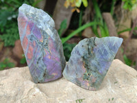 Polished On One Side Purple Flash Labradorite Slices x 12 From Tulear, Madagascar
