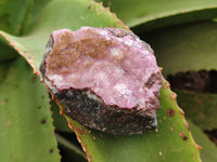 Natural Drusy Salrose Cobaltion Dolomite with Malachite and Chrysocolla specimens x 5 From Congo