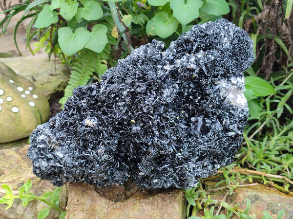 Natural XL Schorl Black Tourmaline Needle Specimen with Quartz and Goshenite x 1 From Erongo, Namibia