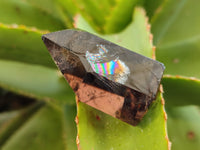 Polished Whispy Smokey Quartz Crystals x 12 From Madagascar