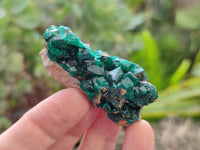 Natural Dioptase Specimens x 6 From Likasi, Congo