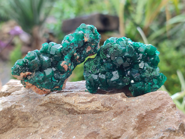Natural Dioptase Specimens x 6 From Likasi, Congo