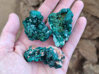 Natural Dioptase Specimens x 6 From Likasi, Congo